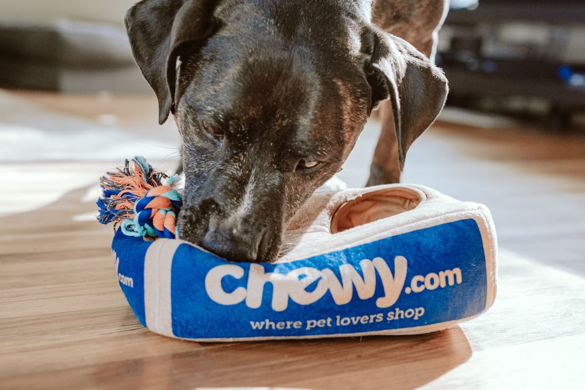 Հյուրանոցներ և կենդանիների պանսիոնատներ